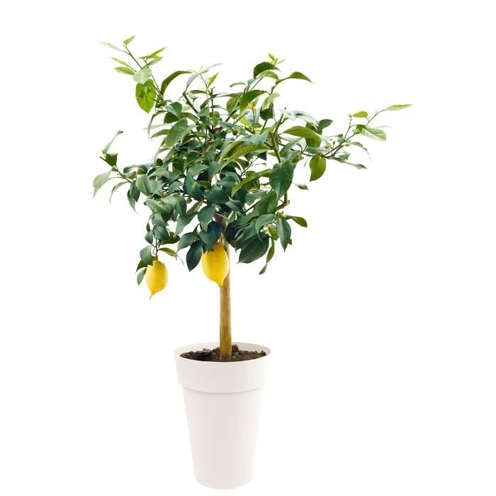 EDA Vase Toscane haut - Ø 46 x H 65 cm - 67 L - Blanc - Paloma Tech