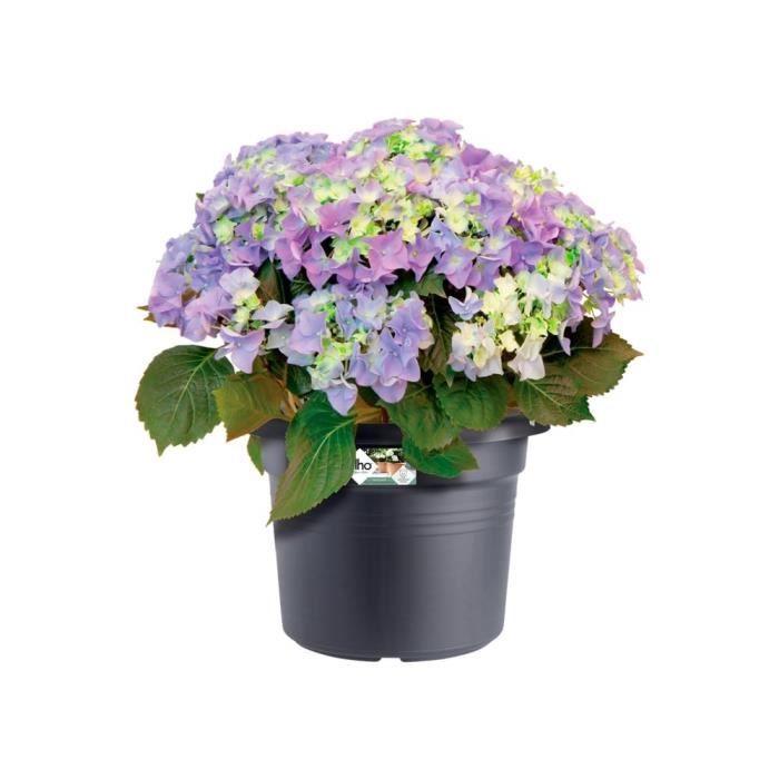 Elho Bac a fleurs Green Basics Cilinder 55 - Noir - Ø 54 x H 41 cm - extérieur - 100% recyclé - Paloma Tech