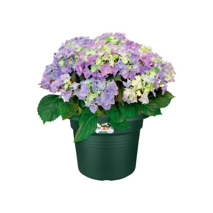 Elho Bac a fleurs Green Basics Cilinder 65 - Vert - Ø 64 x H 49 cm - extérieur - 100% recyclé - Paloma Tech