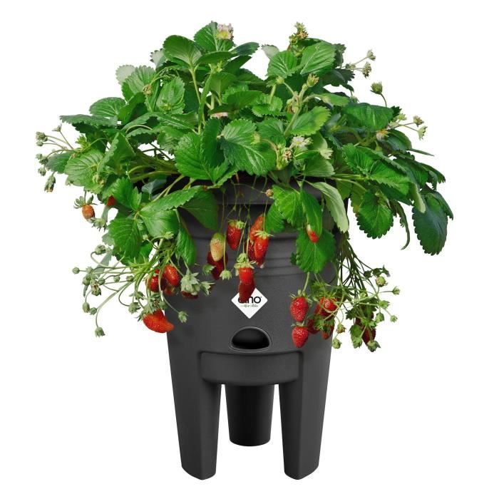 ELHO Green Basics Pot a Fraises 33 - Noir - Ø 33 x H 42 cm - culture et récolteextérieur - 100% recyclé