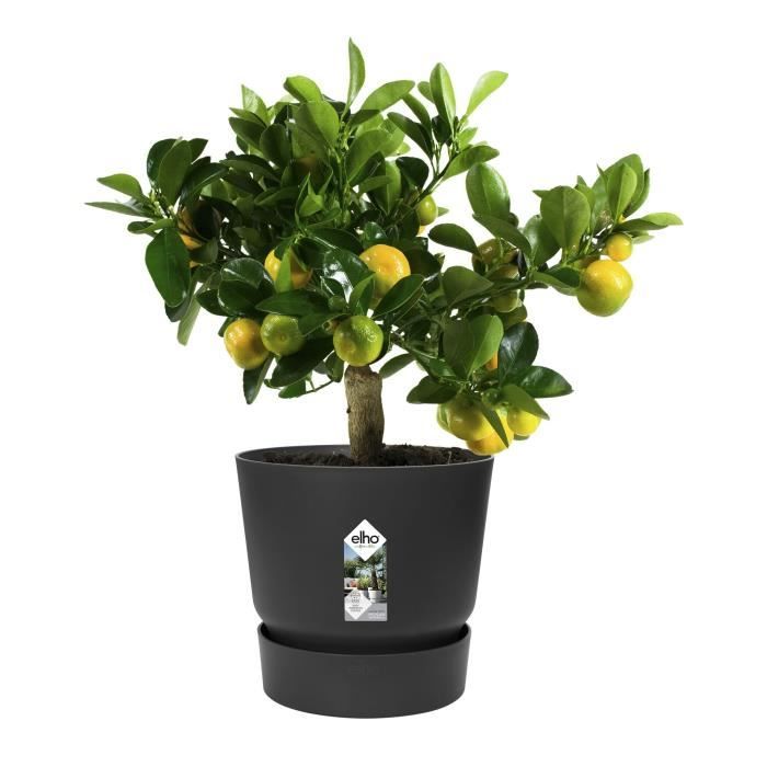 ELHO Pot de fleurs rond Greenville 25 - Extérieur - Ø 24,48 x H 23,31 cm - Vivre noir - Paloma Tech