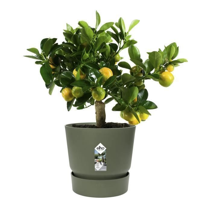 ELHO Pot de fleurs rond Greenville 30 - Extérieur - Ø 29,5 x H 27,8 cm - Vert feuille - Paloma Tech