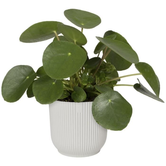 Elho Pot de fleurs Rond VIBES - Plastique - Ø25xH 23.0 cm - Blanc/Blanc soie - Paloma Tech