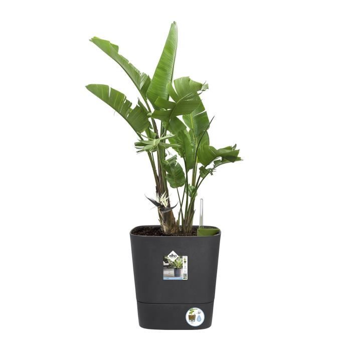 Pot de fleur Elho Plastique Carré Greensense Aqua Care Gris Charbon 38 x 38 x H 38,9 cm 31 L ELHO GIVE Room TO Nature