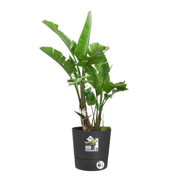 Pot de fleur Elho Plastique Carré Greensense Aqua Care Gris Charbon 29,5 x 29,,5 x H 29,1 cm 15 L ELHO GIVE Room TO Nature