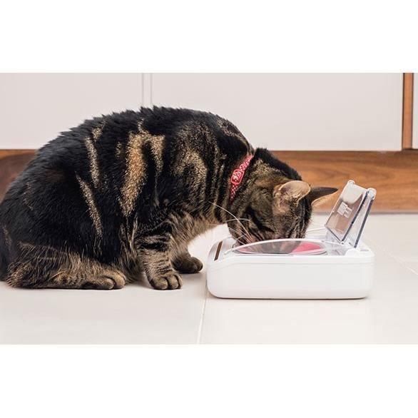 SUREFEED Distributeur de nourriture automatique pour chat anti-odeur - Blanc (Livré avec un bol simple) SUREFLAP