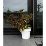 Maceta de reserva de agua - GARDEN ID Glamour - Blanco 40 cm - Superficie granulada - Interior/exterior - Diseño elegante.
