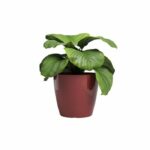 Vaso - ARTEVASI - SAN REMO - 36 br - Rosso scuro - immagine 2