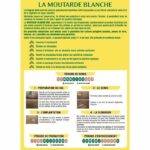 Fertilizzanti Verdi - BHS - Senape Bianca 500g | 100 mq | Migliora e disinfetta i terreni per una migliore fertilità. - immagine 2