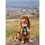 Imbracatura da trazione per cani - OLYMPIA - S - Tipo X-back - Blu - immagine 3