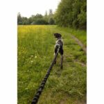 Guinzaglio per cane - INTENSIA - XL - 2,4 m - Cane +25 kg - Nero - immagine 3