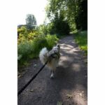 Guinzaglio per cane - INTENSIA - XL - 2,4 m - Cane +25 kg - Nero - immagine 4