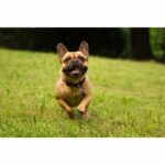Repellente per zecche e pulci - TICKLESS PET - Batteria - Nero - immagine 2