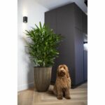 Vaso Capi Elegant Groove 46x58 cm Nero e oro 445495 - immagine 3