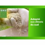 Prato - BHS - Seaside Lawn 10kg | Resistente al vento, alla siccità, alla salinità | Bellissimo prato estivo, estetico e robusto. - immagine 3