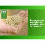 Rigenerante per terreni asciutti - BHS - 3 kg | 150 mq | Robusto e durevole, con eccellente resistenza e tolleranza al calpestio. - immagine 3