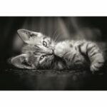 CLEMENTONI - Compact 1000 pezzi - Gattino - immagine 2