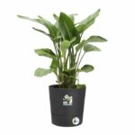 Elho Greensense Aqua Care Round 43 - Grigio - Ø 43 x H 43 cm - interno/esterno - 100% riciclato - immagine 3