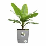 ELHO - Vaso da fiori - Greensense Aqua Care Square 30 - Cemento chiaro - Interno/esterno - Ø 29,5 x H 30,2 cm - immagine 3