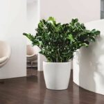 LECHUZA Jardiniere Classico Colore 43 ALL-IN-ONE Bianco 13230 - immagine 3