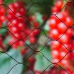 Primo Natural Anti-Bird Net 10 x 10 m nero - immagine 3