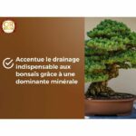 Terriccio per bonsai - BROWN GOLD - OBRTBON6U - 6L - Migliore radicazione - immagine 4