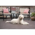 PBC19-16448 LITE Collare antiabbaio per cani - immagine 2