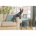 PBC19-16448 LITE Collare antiabbaio per cani - immagine 3