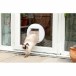 Big cat chip di falda - immagine 4