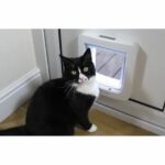 Big cat chip di falda - immagine 6