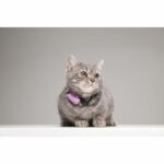 Repellente per gatti ad ultrasuoni - TICKLESS MINI CAT - Protezione contro zecche e pulci - Organo Viola - immagine 5
