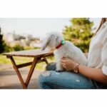Repellente per cani ad ultrasuoni - TICKLESS MINI DOG&CAT - Protezione da zecche e pulci - Mentha Green - immagine 4