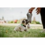 Repellente per cani ad ultrasuoni - TICKLESS MINI DOG&CAT - Protezione da zecche e pulci - Mentha Green - immagine 5