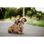 Repellente per cani ad ultrasuoni - TICKLESS MINI DOG&CAT - Protezione da zecche e pulci - Mentha Green - immagine 6