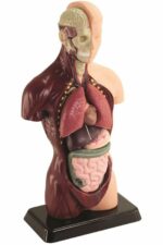 HELLO MAESTRO Bust Anatomy - Scopri il corpo umano - immagine 3