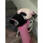 cane di nylon Gran museruola - immagine 2