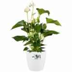 ELHO Juego de 2 maceteros redondos Bruselas con ruedas - Ø35 x H33 cm y Ø39 x H36,5 cm - 55 L - Blanco - immagine 4