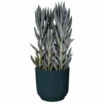 Cases verdes de la olla de flores redondas - plástico - Ø45 - negro - immagine 3