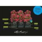 Macetero LECHUZA Trio Cottage 30 - kit completo gris claro - immagine 4