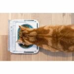 SUREFLAP Dispensador automático de alimentos - recipiente hermético SureFeed - para gatos y perros pequeños - immagine 5