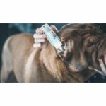 gatto dell'orecchio del cane Lotion - immagine 4