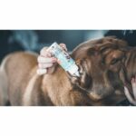 gatto dell'orecchio del cane Lotion - immagine 5