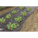 Pellicola speciale per pacciamatura alla fragola - 1,40x10m