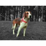 Corazza per il cane - immagine 4
