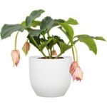 Vaso rotondo per fiori - DEROMA - 231 - 7 L - Ø 24 cm - Bianco - immagine 4
