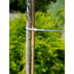 Collare di supporto per alberi - NATURA - 15 cm - Confezione da 25 - Trasparente - immagine 2