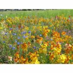 Miscela di fiori perenni per uccelli - BHS - 230 g - 18 varietà perenni - immagine 3