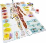 Impariamo a conoscere il corpo umano - Gioco educativo - TATTICA - 2 o più giocatori - Età 7+ - immagine 2