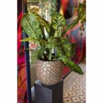 Vaso Ball - CAPI EUROPE - Argilla NL - 35 x 34 cm - Nero/oro - immagine 2