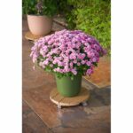 Supporto per vaso con ruote - NATURE - WPC H7.5 x Ø30 cm - 4 ruote - Legno - immagine 3